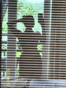 Full-length view of Eshanya Maheshwari leopard print outfit bridge backdrop